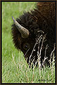 American Bison